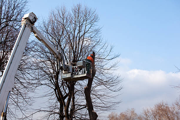 Best Tree Trimming and Pruning  in Kensett, AR